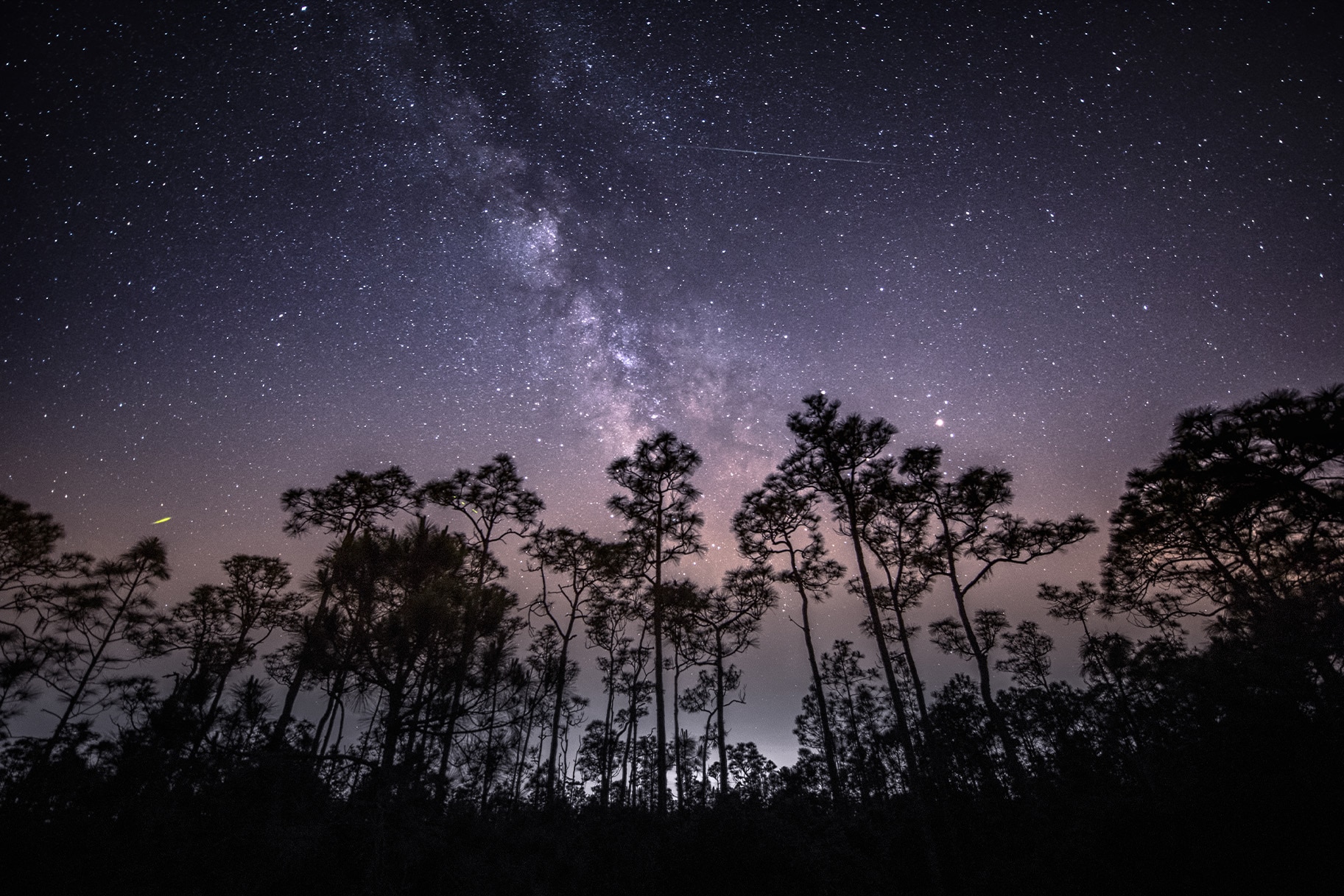 A view of the Eta Aquarids meteor see through trees.
