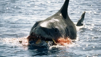 A shark bites through an inflatable.