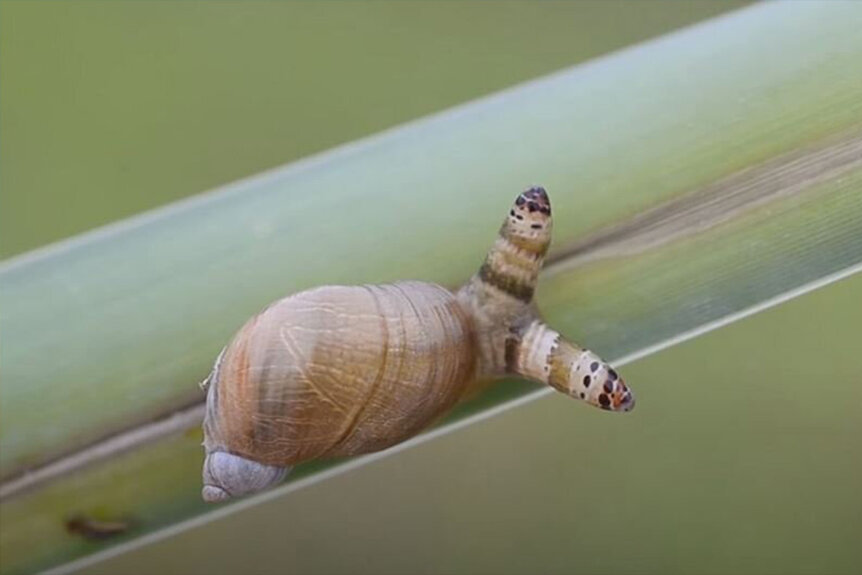 Snail With Eye Parasite