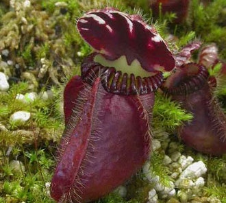  Alien-Like Pitcher Plants, Garden Magic