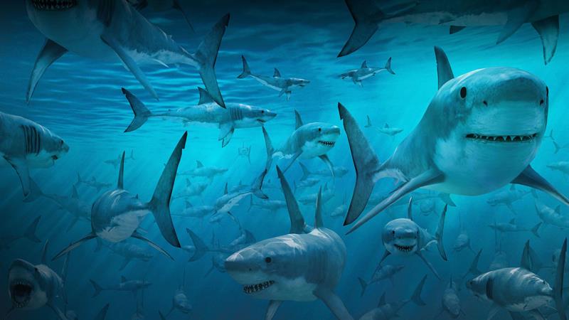 5-Headed Shark Attack - Wikipedia