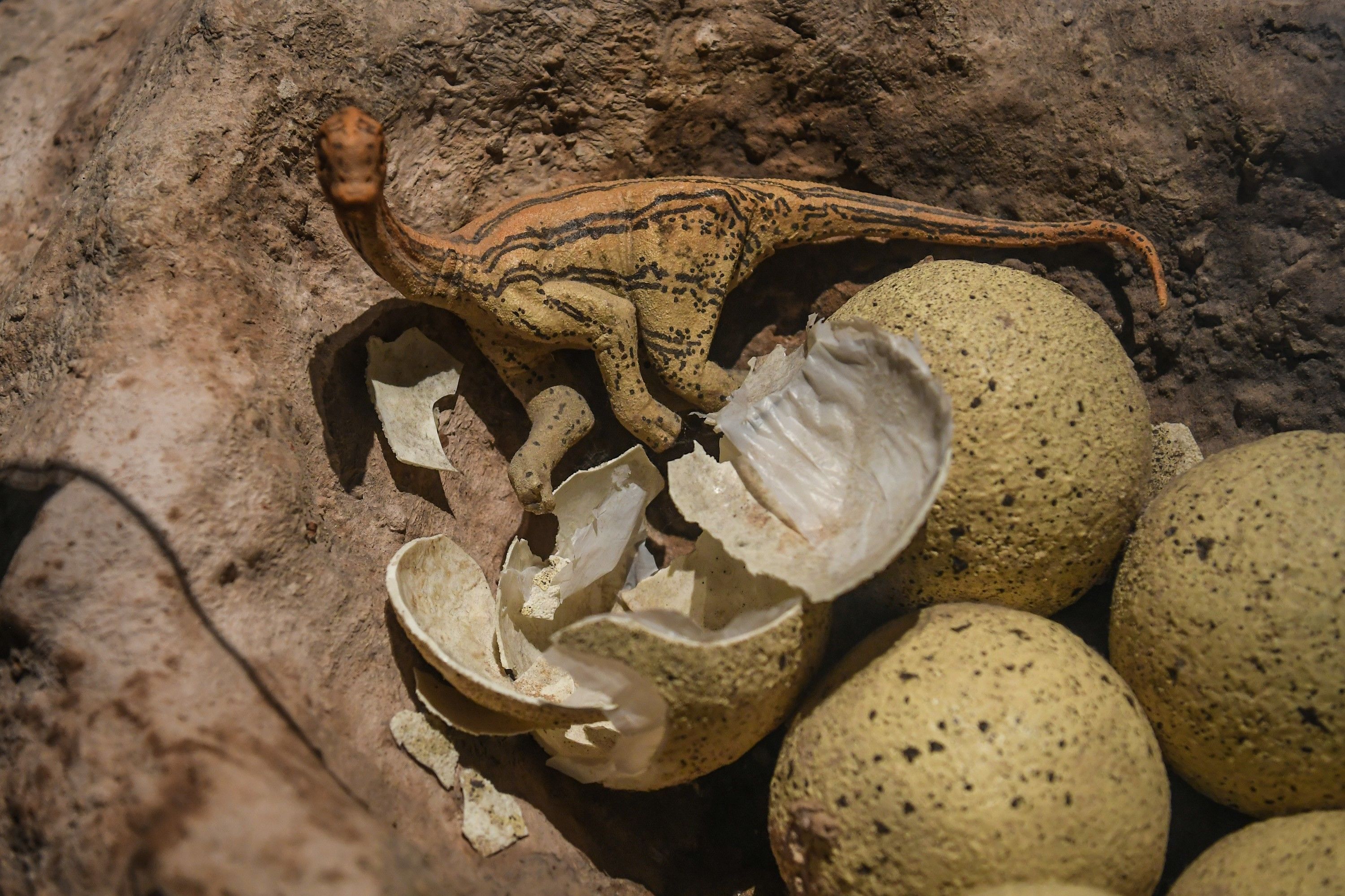 Cache of 120-Million-Year-Old Fossilized Pterosaur Eggs Found in China, Smart News