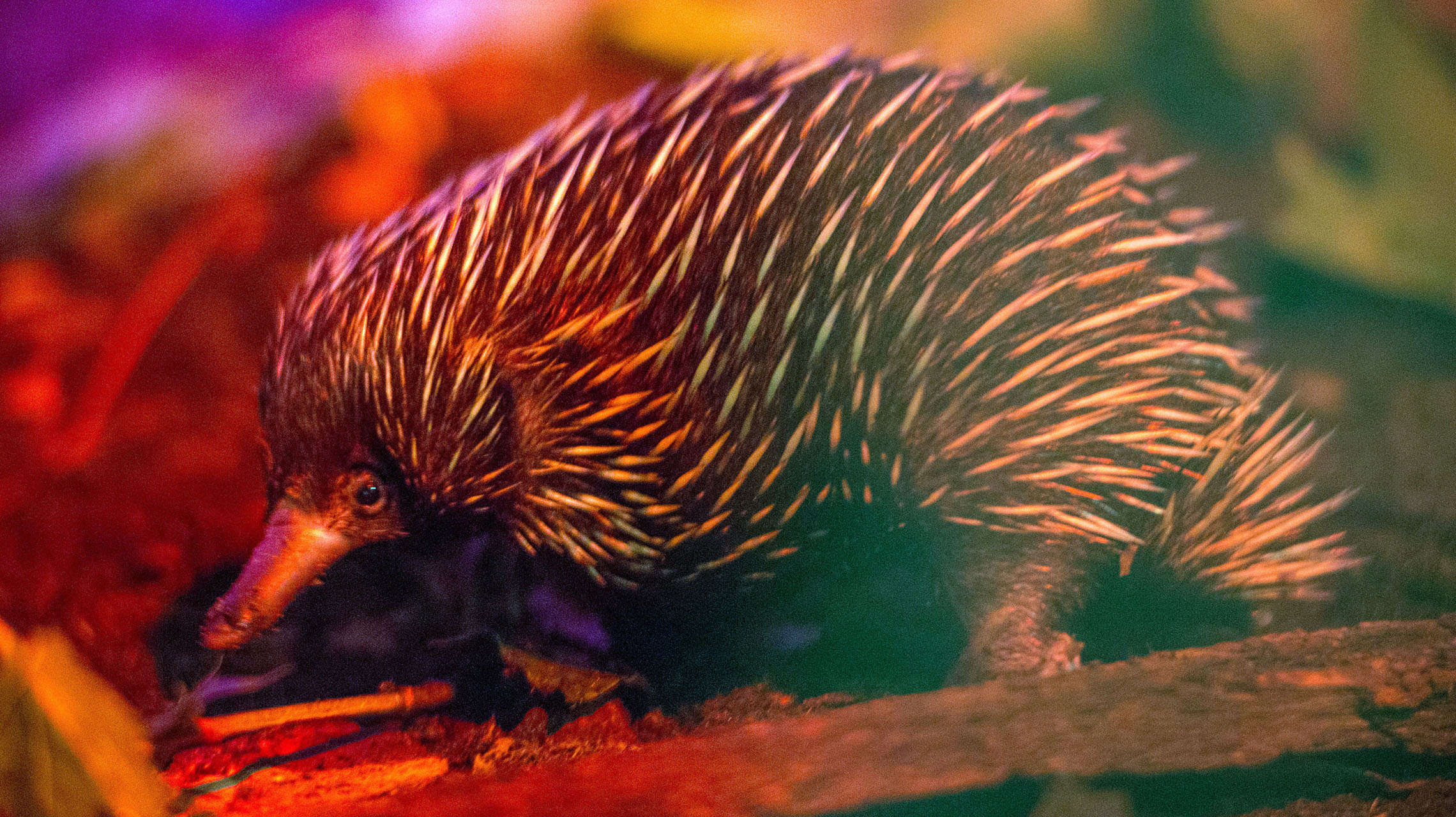 So This Is How The Four Headed Penis Of An Echidna Actually Works Syfy Wire