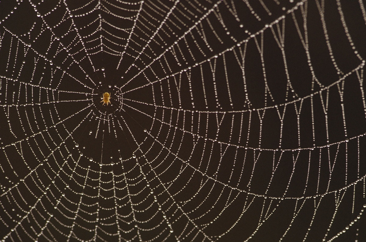 what spiders make webs on the ground