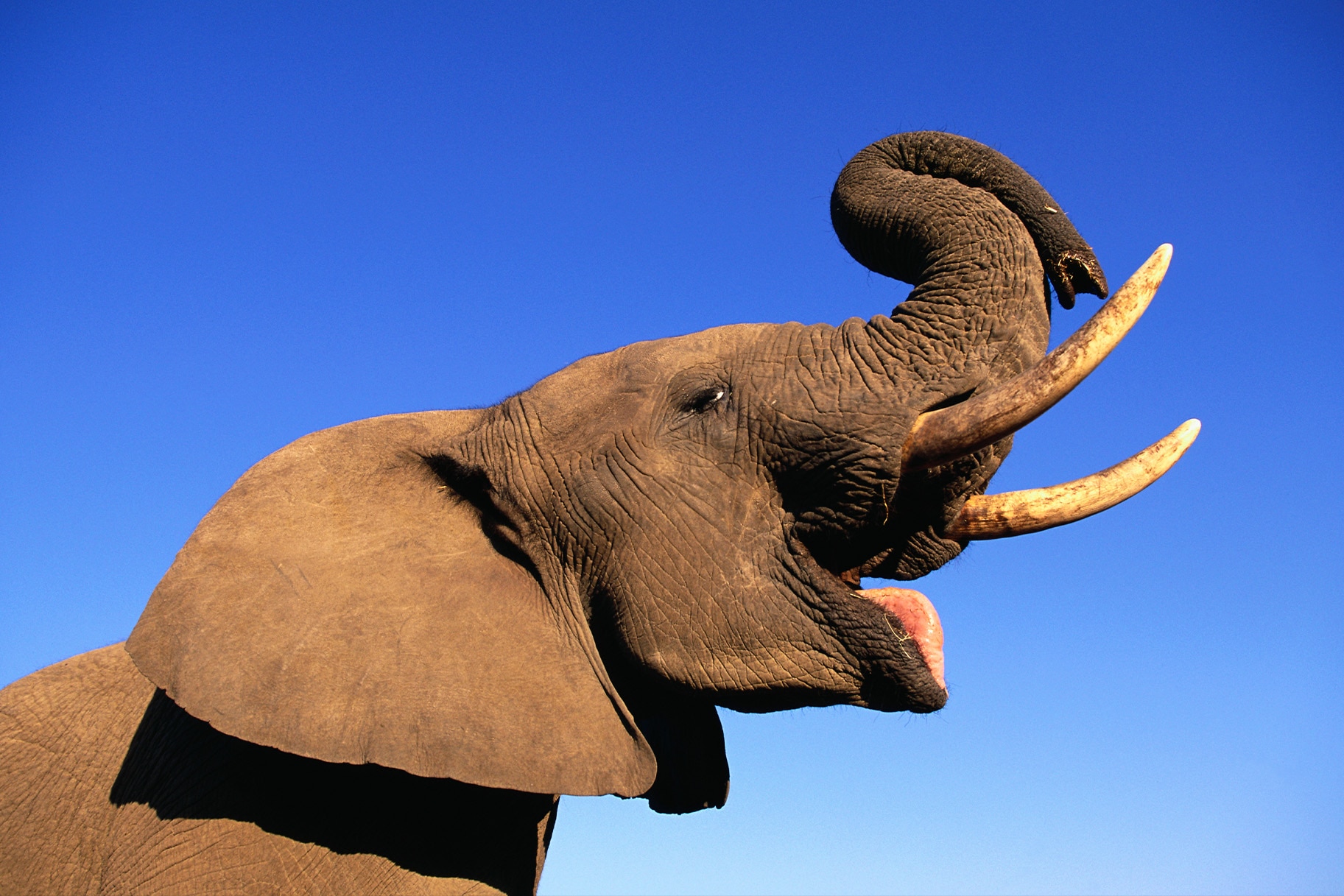 У слонов есть имена, и они реагируют на прямое общение, показали исследования