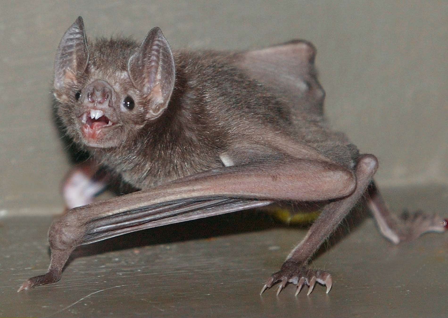 vampire bat wingspan