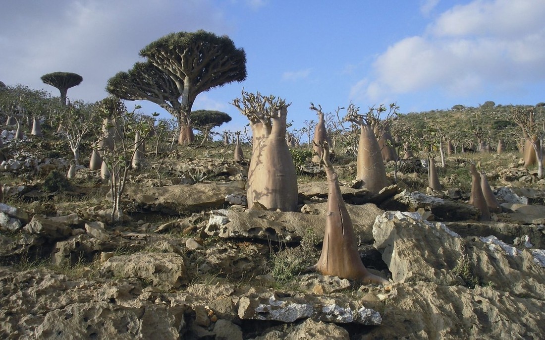 Pulau Socotra