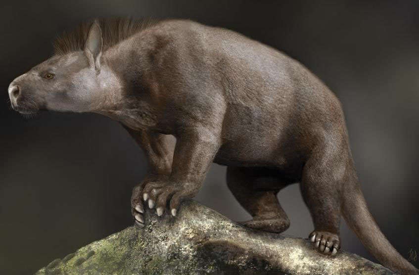 Why did so many mammals survive and evolve after the fall of the dinosaurs?