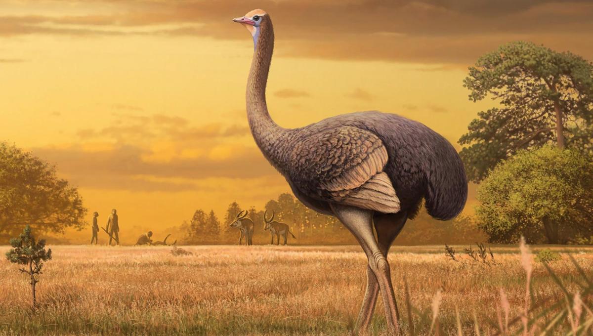 Flipboard: This humongous 12-foot flightless bird once shared Earth ...