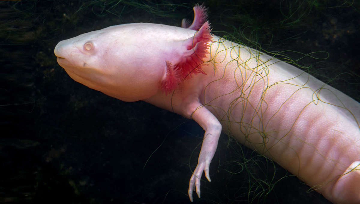 Could We Mimic The Regeneration Powers Of The Axolotl
