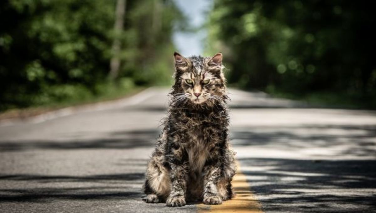 Pet Sematary cat who played Church has died
