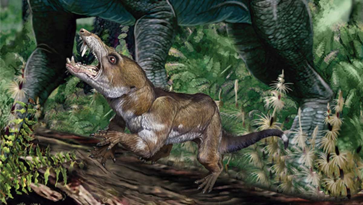 A new species of ancient Scrat-like creature found in Argentina