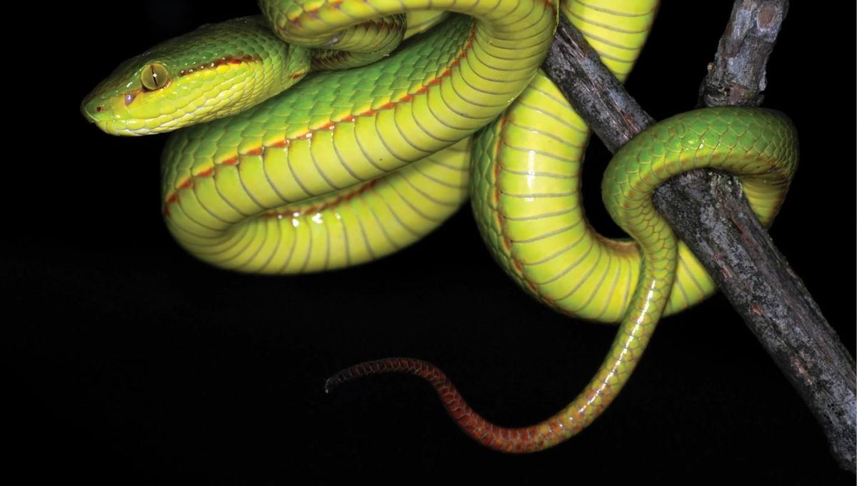 Harry Potter S Salazar Slytherin Is Namesake Of Newly Discovered Snake