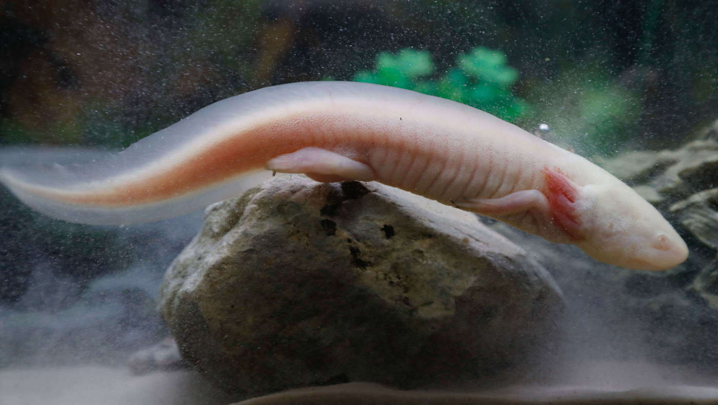 Could We Mimic The Regeneration Powers Of The Axolotl