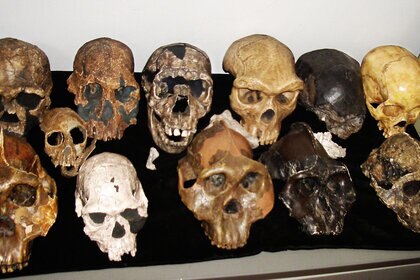 ancient human skulls