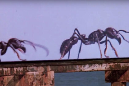 Empire of the Ants (1977)