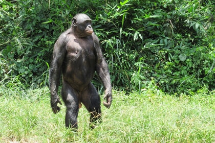 adult bonobo