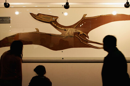 pterosaur fossil