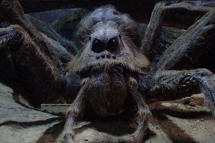 Aragog from Harry Potteraragog