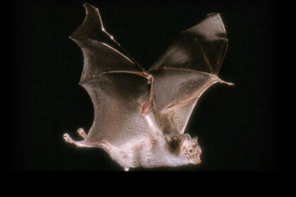 vampire bat