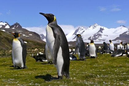 King Penguins