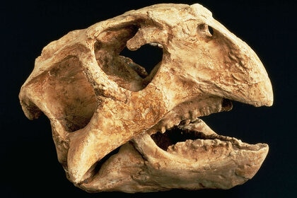 Psittacosaurus skull