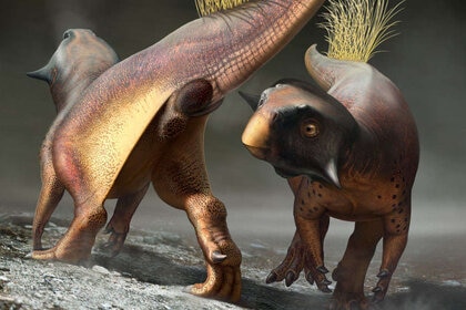 psittacosaur mating display