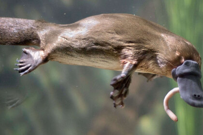 platypus