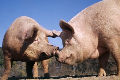 A pair of pigs in the sun