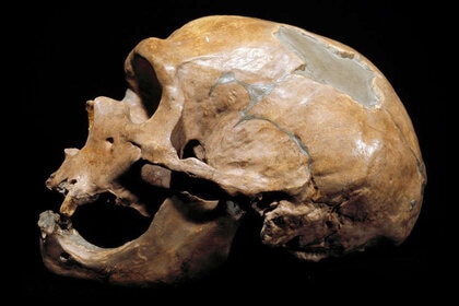 Neanderthal skull