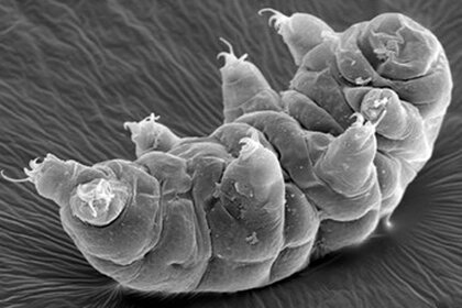 tardigrade