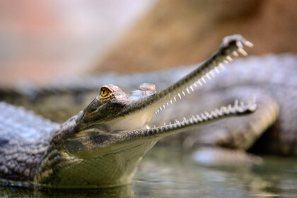 Liz Gharial GETTY