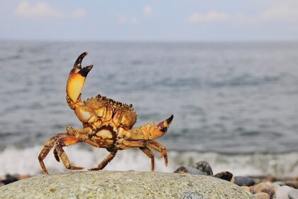 Liz Crab On Stone GETTY