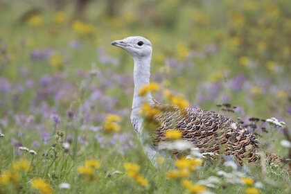 Great Bustard