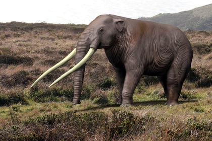 Illustration of a mastodon