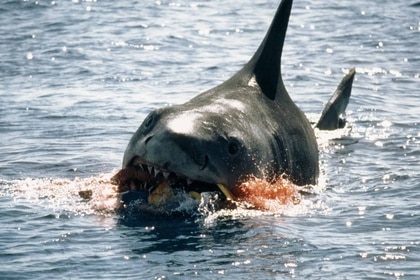 A shark bites through an inflatable.