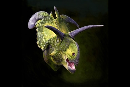 Portrait reconstruction of Lokiceratops rangiformis