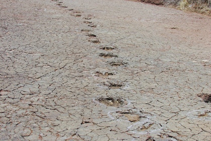 A trail of ornithopod footprints.