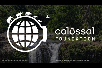 Colossal Foundation logo