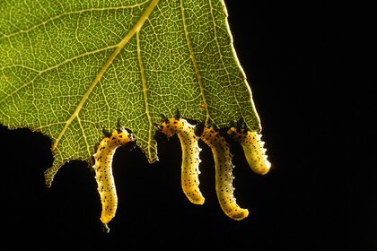 Sawfly larvae