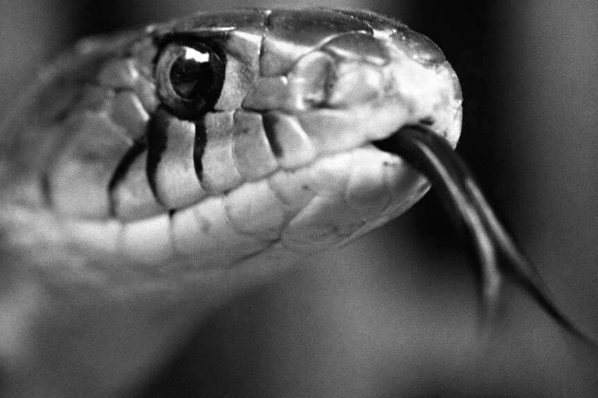 Sipping From Snake Scales  A Moment of Science - Indiana Public Media