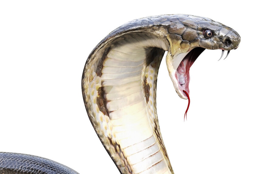 Spitting cobras may have evolved unique venom to defend from ancient humans