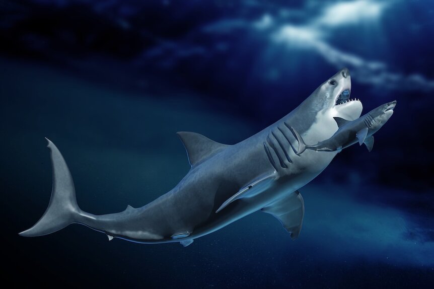 Megalodon body size was tied to water temperature | SYFY WIRE