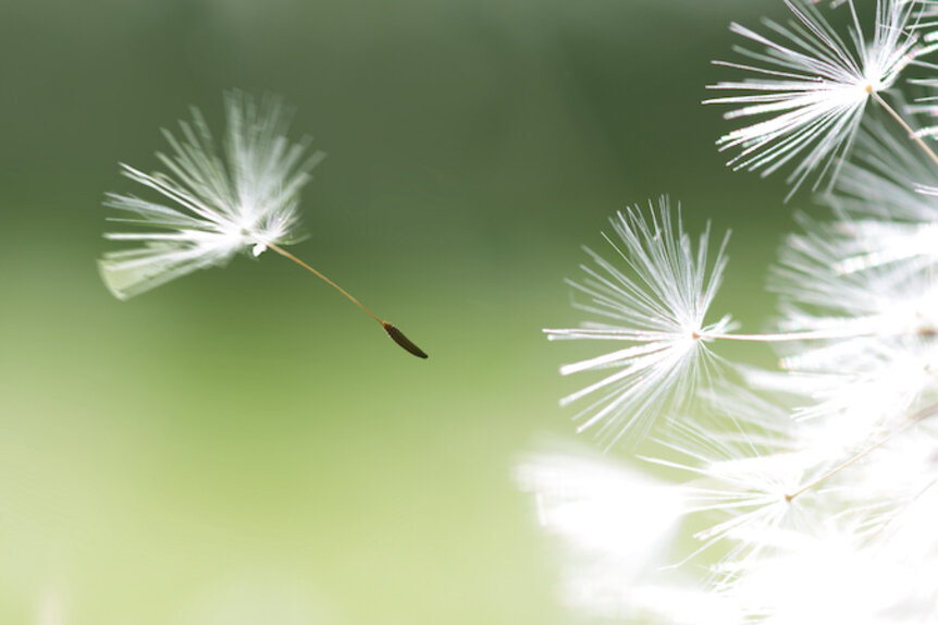 Dandelion seed dispersal inspiring robotics SYFY WIRE