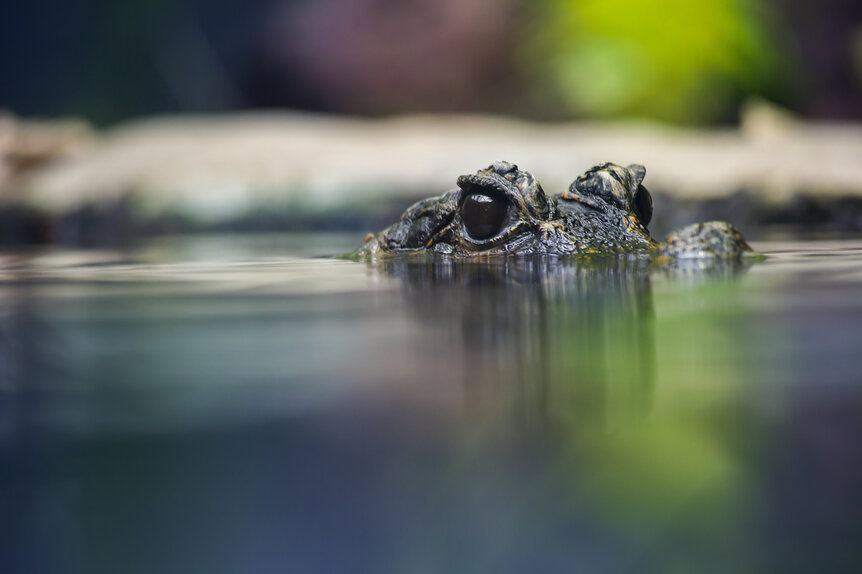 Giant dwarf crocodile species discovered that may have eaten human  ancestors 18 million years ago