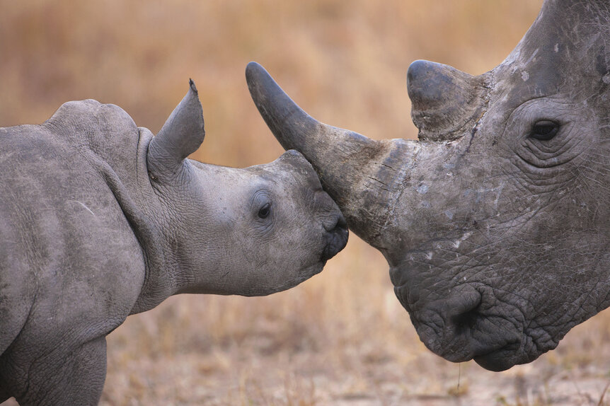 Rhino Horns Outfitted with Tiny Cameras Could Thwart Poachers, Blog, Nature