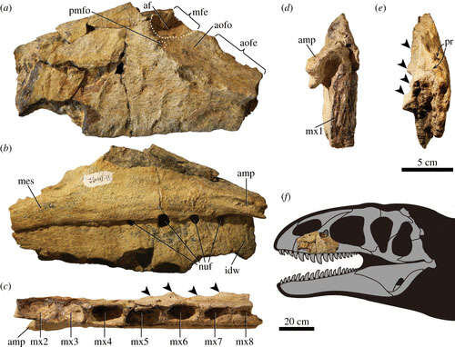 T. rex exhibit features terrifying beast with a feathery mullet