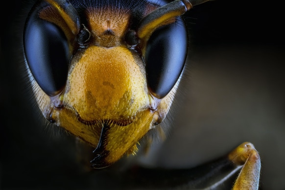 Asian Giant Hornet1