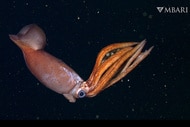 Deep sea squid with eggs