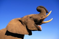 Profile image of a young African bull elephant with mouth open.